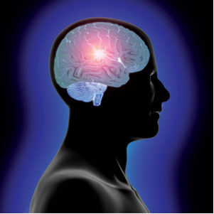 image of human brain
